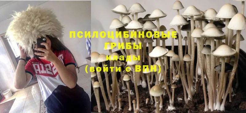 Псилоцибиновые грибы Psilocybe  площадка официальный сайт  Чистополь  купить наркотик 